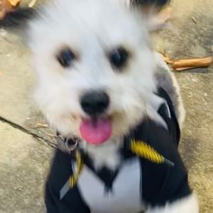 Meet your Posher, Diane